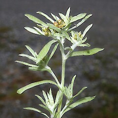 Gnaphalium uliginosum.<br>Photographer: John Smith-Dodsworth, Licence: <a target='_blank' href='https://creativecommons.org/licenses/by-nc/4.0'>CC BY-NC</a>. <a class='member-message' href='/nzpcn/why-join-nzpcn/' target='_blank'>Members can view a larger version of this image.</a>