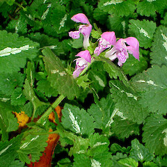 Lamium maculatum
