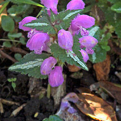 Hamilton. Oct 2011.<br>Photographer: Peter J de Lange, Licence: <a target='_blank' href='https://creativecommons.org/licenses/by-nc/4.0'>CC BY-NC</a>. <a class='member-message' href='/nzpcn/why-join-nzpcn/' target='_blank'>Members can view a larger version of this image.</a>