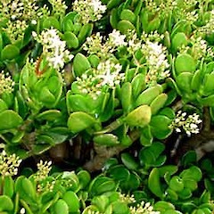 Crassula ovata shrub (wild plant), Asquith Ave, Mt Albert, Auckland.<br>Photographer: Peter J de Lange, Date taken: 20/05/2006, Licence: <a target='_blank' href='https://creativecommons.org/licenses/by-nc/4.0'>CC BY-NC</a>.