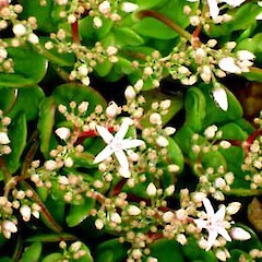 Crassula ovata (wild plant), Asquith Ave, Mt Albert, Auckland.<br>Photographer: Peter J de Lange, Date taken: 20/05/2006, Licence: <a target='_blank' href='https://creativecommons.org/licenses/by-nc/4.0'>CC BY-NC</a>.