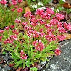 Crassula schmidtii