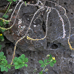 On basalt stone wall, Auckland. Dec 2011.<br>Photographer: Peter J de Lange, Licence: <a target='_blank' href='https://creativecommons.org/licenses/by-nc/4.0'>CC BY-NC</a>. <a class='member-message' href='/nzpcn/why-join-nzpcn/' target='_blank'>Members can view a larger version of this image.</a>