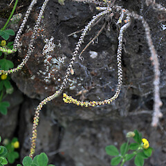 On basalt stone wall, Auckland. Dec 2011.<br>Photographer: Peter J de Lange, Licence: <a target='_blank' href='https://creativecommons.org/licenses/by-nc/4.0'>CC BY-NC</a>. <a class='member-message' href='/nzpcn/why-join-nzpcn/' target='_blank'>Members can view a larger version of this image.</a>