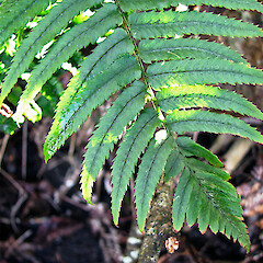 Waikare. Jun 2011.<br>Photographer: Craig Purvis, Licence: <a target='_blank' href='https://creativecommons.org/licenses/by-sa/4.0'>CC BY-SA</a>. <a class='member-message' href='/nzpcn/why-join-nzpcn/' target='_blank'>Members can view a larger version of this image.</a>