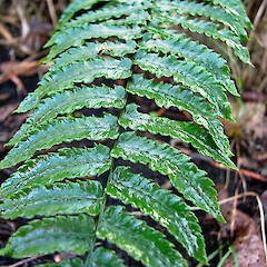 Waikare. Jun 2011.<br>Photographer: Craig Purvis, Licence: <a target='_blank' href='https://creativecommons.org/licenses/by-sa/4.0'>CC BY-SA</a>. <a class='member-message' href='/nzpcn/why-join-nzpcn/' target='_blank'>Members can view a larger version of this image.</a>