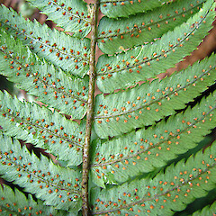 Sori. Waikare. Jun 2011.<br>Photographer: Craig Purvis, Licence: <a target='_blank' href='https://creativecommons.org/licenses/by-sa/4.0'>CC BY-SA</a>. <a class='member-message' href='/nzpcn/why-join-nzpcn/' target='_blank'>Members can view a larger version of this image.</a>