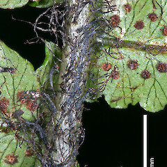 Black scales on underside of rachis. specimen collected by Craig Purvis.<br>Photographer: Jeremy R. Rolfe, Date taken: 17/07/2011, Licence: <a target='_blank' href='https://creativecommons.org/licenses/by/4.0'>CC BY</a>. <a class='member-message' href='/nzpcn/why-join-nzpcn/' target='_blank'>Members can view a larger version of this image.</a>