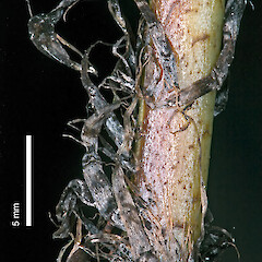 Black scales on base of stipe, from a specimen collected by Craig Purvis.<br>Photographer: Jeremy R. Rolfe, Date taken: 17/07/2011, Licence: <a target='_blank' href='https://creativecommons.org/licenses/by/4.0'>CC BY</a>. <a class='member-message' href='/nzpcn/why-join-nzpcn/' target='_blank'>Members can view a larger version of this image.</a>