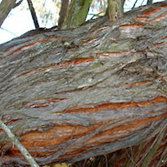 The bark of Taxandria juniperina, Dover Road, St Andrews, Hamilton.<br>Photographer: Peter J de Lange, Date taken: 07/05/2006, Licence: <a target='_blank' href='https://creativecommons.org/licenses/by-nc/4.0'>CC BY-NC</a>.