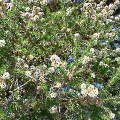 Taxandria juniperina.<br>Photographer: Peter J de Lange, Licence: <a target='_blank' href='https://creativecommons.org/licenses/by-nc/4.0'>CC BY-NC</a>. <a class='member-message' href='/nzpcn/why-join-nzpcn/' target='_blank'>Members can view a larger version of this image.</a>