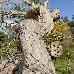 Old planted tree, 115 Mount View Road, Whanganui.<br>Photographer: Colin C. Ogle, Date taken: 25/09/2015, Licence: <a target='_blank' href='https://creativecommons.org/licenses/by-nc/4.0'>CC BY-NC</a>. <a class='member-message' href='/nzpcn/why-join-nzpcn/' target='_blank'>Members can view a larger version of this image.</a>