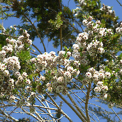 Planted tree, 115 Mount View Road, Whanganui.<br>Photographer: Colin C. Ogle, Date taken: 25/09/2015, Licence: <a target='_blank' href='https://creativecommons.org/licenses/by-nc/4.0'>CC BY-NC</a>. <a class='member-message' href='/nzpcn/why-join-nzpcn/' target='_blank'>Members can view a larger version of this image.</a>