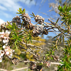 Planted tree, 115 Mount View Road, Whanganui.<br>Photographer: Colin C. Ogle, Date taken: 25/09/2015, Licence: <a target='_blank' href='https://creativecommons.org/licenses/by-nc/4.0'>CC BY-NC</a>. <a class='member-message' href='/nzpcn/why-join-nzpcn/' target='_blank'>Members can view a larger version of this image.</a>