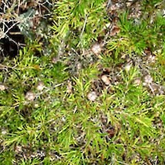 Leptospermum variabile.<br>Photographer: Peter J de Lange, Licence: <a target='_blank' href='https://creativecommons.org/licenses/by-nc/4.0'>CC BY-NC</a>.