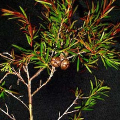Leptospermum variabile.<br>Photographer: Peter J de Lange, Licence: <a target='_blank' href='https://creativecommons.org/licenses/by-nc/4.0'>CC BY-NC</a>.