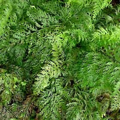 Asplenium ×lucrosum