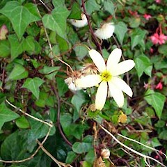 Senecio macroglossus