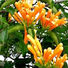 Pyrostegia venusta