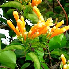 Pyrostegia venusta.<br>Photographer: Peter J de Lange, Licence: <a target='_blank' href='https://creativecommons.org/licenses/by-nc/4.0'>CC BY-NC</a>.