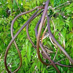 Radermachera pentandra.<br>Photographer: Peter J de Lange, Licence: <a target='_blank' href='https://creativecommons.org/licenses/by-nc/4.0'>CC BY-NC</a>.