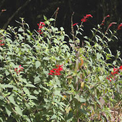 Salvia rutilans.<br>Photographer: John Smith-Dodsworth, Licence: <a target='_blank' href='https://creativecommons.org/licenses/by-nc/4.0'>CC BY-NC</a>.
