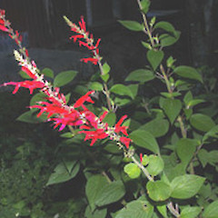 Salvia rutilans.<br>Photographer: John Smith-Dodsworth, Licence: <a target='_blank' href='https://creativecommons.org/licenses/by-nc/4.0'>CC BY-NC</a>.