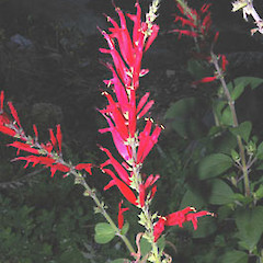 Close up of Salvia rutilans.<br>Photographer: John Smith-Dodsworth, Licence: <a target='_blank' href='https://creativecommons.org/licenses/by-nc/4.0'>CC BY-NC</a>.