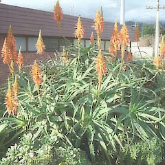 Aloe arborescens.<br>Photographer: John Smith-Dodsworth, Licence: <a target='_blank' href='https://creativecommons.org/licenses/by-nc/4.0'>CC BY-NC</a>.