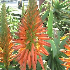 Aloe arborescens.<br>Photographer: John Smith-Dodsworth, Licence: <a target='_blank' href='https://creativecommons.org/licenses/by-nc/4.0'>CC BY-NC</a>.