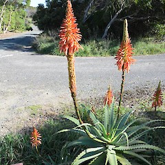 Mangawhai, north of Auckland.<br>Photographer: John Sawyer, Licence: <a target='_blank' href='https://creativecommons.org/licenses/by-nc/4.0'>CC BY-NC</a>.
