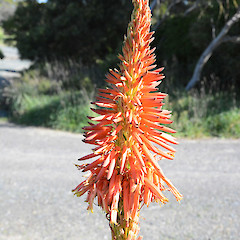 Mangawhai, north of Auckland.<br>Photographer: John Sawyer, Licence: <a target='_blank' href='https://creativecommons.org/licenses/by-nc/4.0'>CC BY-NC</a>.