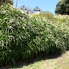 Use as a managed retaining wall; Toi St, Whanganui.<br>Photographer: Colin C. Ogle, Date taken: 11/12/2018, Licence: <a target='_blank' href='https://creativecommons.org/licenses/by-nc/4.0'>CC BY-NC</a>.