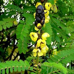 Senna didymobotrya