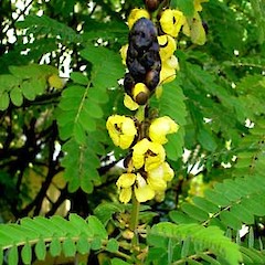 Senna didymobotrya showing terminal flowering spikes, ex. cult., University of Auckland.<br>Photographer: Peter J de Lange, Date taken: 18/06/2006, Licence: <a target='_blank' href='https://creativecommons.org/licenses/by-nc/4.0'>CC BY-NC</a>.