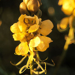 Senna didymobotrya close up of flowers.<br>Photographer: Peter J de Lange, Licence: <a target='_blank' href='https://creativecommons.org/licenses/by-nc/4.0'>CC BY-NC</a>.