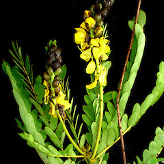 Senna didymobotrya.<br>Photographer: Peter J de Lange, Licence: <a target='_blank' href='https://creativecommons.org/licenses/by-nc/4.0'>CC BY-NC</a>. <a class='member-message' href='/nzpcn/why-join-nzpcn/' target='_blank'>Members can view a larger version of this image.</a>