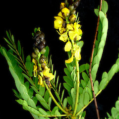 Senna didymobotrya.<br>Photographer: Peter J de Lange, Licence: <a target='_blank' href='https://creativecommons.org/licenses/by-nc/4.0'>CC BY-NC</a>. <a class='member-message' href='/nzpcn/why-join-nzpcn/' target='_blank'>Members can view a larger version of this image.</a>