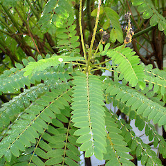 Senna didymobotrya.<br>Photographer: Peter J de Lange, Licence: <a target='_blank' href='https://creativecommons.org/licenses/by-nc/4.0'>CC BY-NC</a>. <a class='member-message' href='/nzpcn/why-join-nzpcn/' target='_blank'>Members can view a larger version of this image.</a>