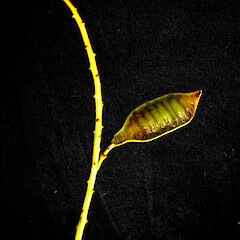 Senna didymobotrya.<br>Photographer: Peter J de Lange, Licence: <a target='_blank' href='https://creativecommons.org/licenses/by-nc/4.0'>CC BY-NC</a>. <a class='member-message' href='/nzpcn/why-join-nzpcn/' target='_blank'>Members can view a larger version of this image.</a>