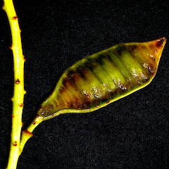 Senna didymobotrya.<br>Photographer: Peter J de Lange, Licence: <a target='_blank' href='https://creativecommons.org/licenses/by-nc/4.0'>CC BY-NC</a>. <a class='member-message' href='/nzpcn/why-join-nzpcn/' target='_blank'>Members can view a larger version of this image.</a>