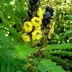 Senna didymobotrya.<br>Photographer: Peter J de Lange, Licence: <a target='_blank' href='https://creativecommons.org/licenses/by-nc/4.0'>CC BY-NC</a>. <a class='member-message' href='/nzpcn/why-join-nzpcn/' target='_blank'>Members can view a larger version of this image.</a>