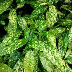 Aucuba japonica