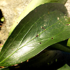 Upper leaf surface of planted tree; Virginia Lake, Whanganui.<br>Photographer: Colin C. Ogle, Date taken: 17/06/2018, Licence: <a target='_blank' href='https://creativecommons.org/licenses/by-nc/4.0'>CC BY-NC</a>. <a class='member-message' href='/nzpcn/why-join-nzpcn/' target='_blank'>Members can view a larger version of this image.</a>