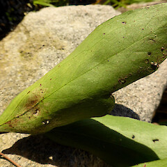 Lower leaf surface of planted tree; Virginia Lake, Whanganui.<br>Photographer: Colin C. Ogle, Date taken: 17/06/2018, Licence: <a target='_blank' href='https://creativecommons.org/licenses/by-nc/4.0'>CC BY-NC</a>. <a class='member-message' href='/nzpcn/why-join-nzpcn/' target='_blank'>Members can view a larger version of this image.</a>