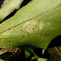 Lower leaf surface of planted tree; Virginia Lake, Whanganui.<br>Photographer: Colin C. Ogle, Date taken: 17/06/2018, Licence: <a target='_blank' href='https://creativecommons.org/licenses/by-nc/4.0'>CC BY-NC</a>. <a class='member-message' href='/nzpcn/why-join-nzpcn/' target='_blank'>Members can view a larger version of this image.</a>