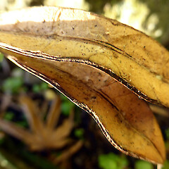 Opened follicles on planted tree - self-established seedlings nearby; Virginia Lake, Whanganui.<br>Photographer: Colin C. Ogle, Date taken: 17/06/2018, Licence: <a target='_blank' href='https://creativecommons.org/licenses/by-nc/4.0'>CC BY-NC</a>. <a class='member-message' href='/nzpcn/why-join-nzpcn/' target='_blank'>Members can view a larger version of this image.</a>