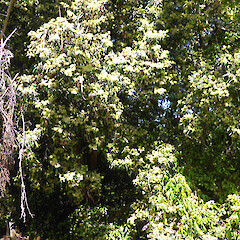 Planted tree in full bloom; Virginia Lake reserve, Whanganui.<br>Photographer: Colin C. Ogle, Date taken: 16/12/2018, Licence: <a target='_blank' href='https://creativecommons.org/licenses/by-nc/4.0'>CC BY-NC</a>. <a class='member-message' href='/nzpcn/why-join-nzpcn/' target='_blank'>Members can view a larger version of this image.</a>