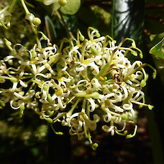 Stenocarpus salignus