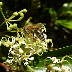 Planted tree, flowering with honey bee; Virginia Lake reserve, Whanganui.<br>Photographer: Colin C. Ogle, Date taken: 16/12/2018, Licence: <a target='_blank' href='https://creativecommons.org/licenses/by-nc/4.0'>CC BY-NC</a>. <a class='member-message' href='/nzpcn/why-join-nzpcn/' target='_blank'>Members can view a larger version of this image.</a>